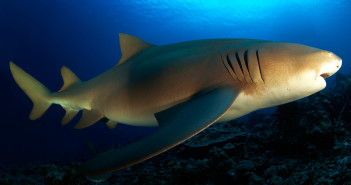 ©Aaron Wong - French Polynesia (2)