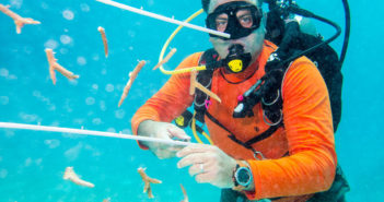 Ocean Frontiers co-owner Steve Broadbelt working on the coral nursery that has long been a dream for this conservation-minded dive operator. Photo courtesy Lois Hatcher and Ocean Frontiers.