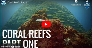 Coral Reef Video Part 1