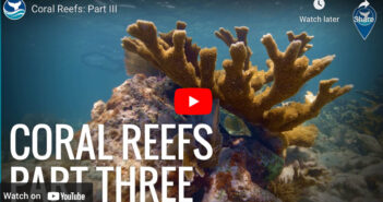 Coral Reef Video Part 3
