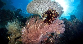 diving-in-raja-ampat