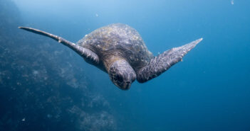 Diving the Galapagos Islands