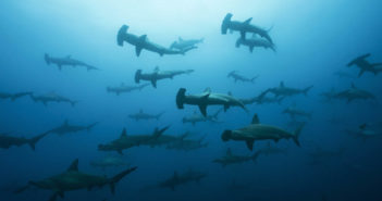School of Hammerheads in Galapagos, the Pinnacle of Diving