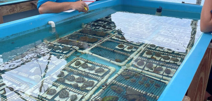 NOAA and FWC protocols guide return of temperature-threatened corals to their Mission: Iconic Reefs in-water nurseries 