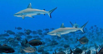 PADI Sharks