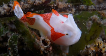 Painted-Frogfish