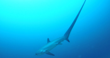 Telling Tails on Malapascua: The Thresher Sharks of Monad Shoal