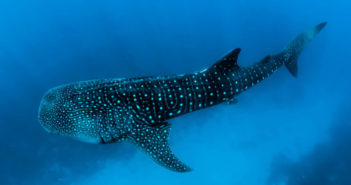 Whale Sharks